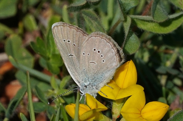 Cyaniris semiargus ? S